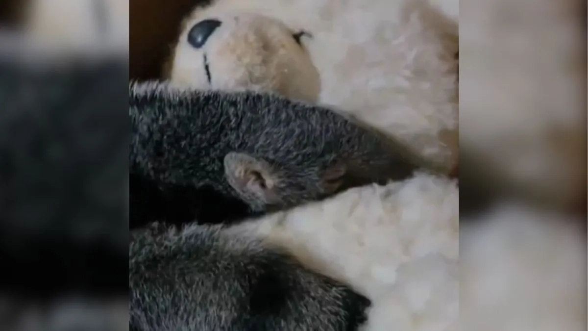 oso hormiguero