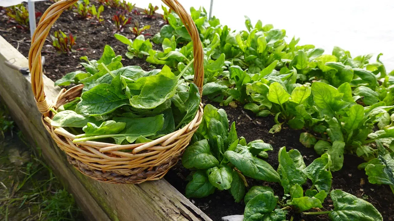 food production