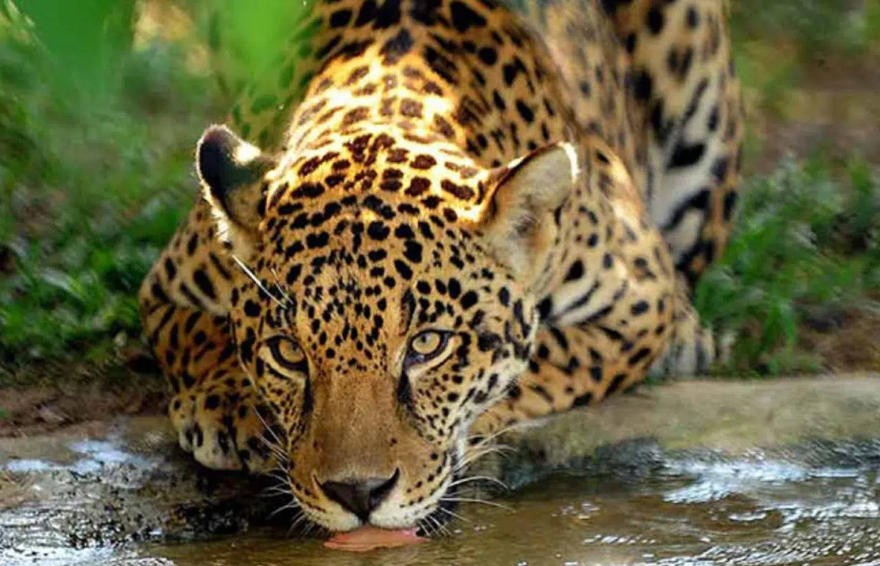 Missions receives UN recognition for innovative insurance that protects jaguars and supports rural producers