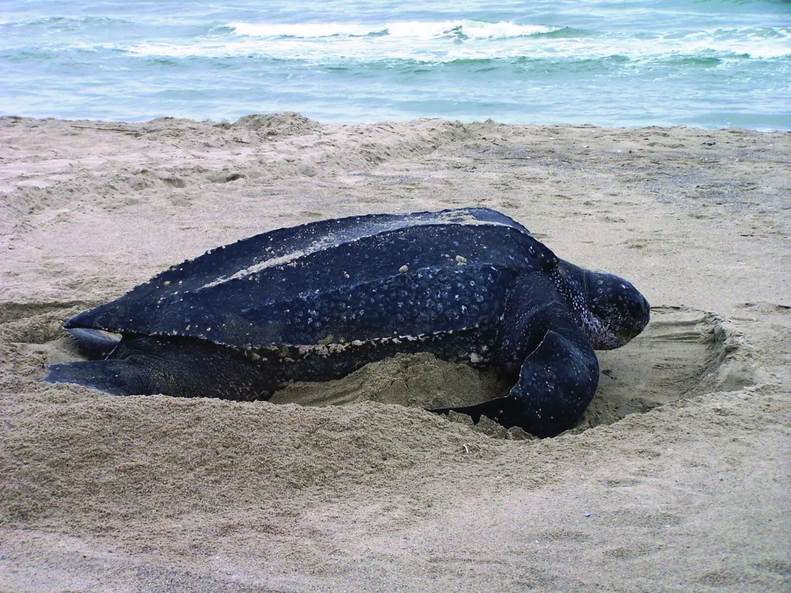 A beach in the United States records a leatherback turtle nest for the first time: a milestone in marine conservation