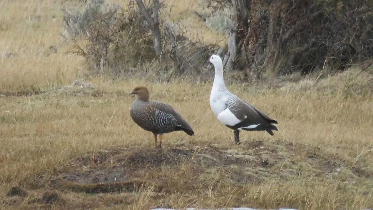 Migratory Geese on Alert: 19 Years of Monitoring Reveal Critical Populations in the Southwest of Buenos Aires Province
