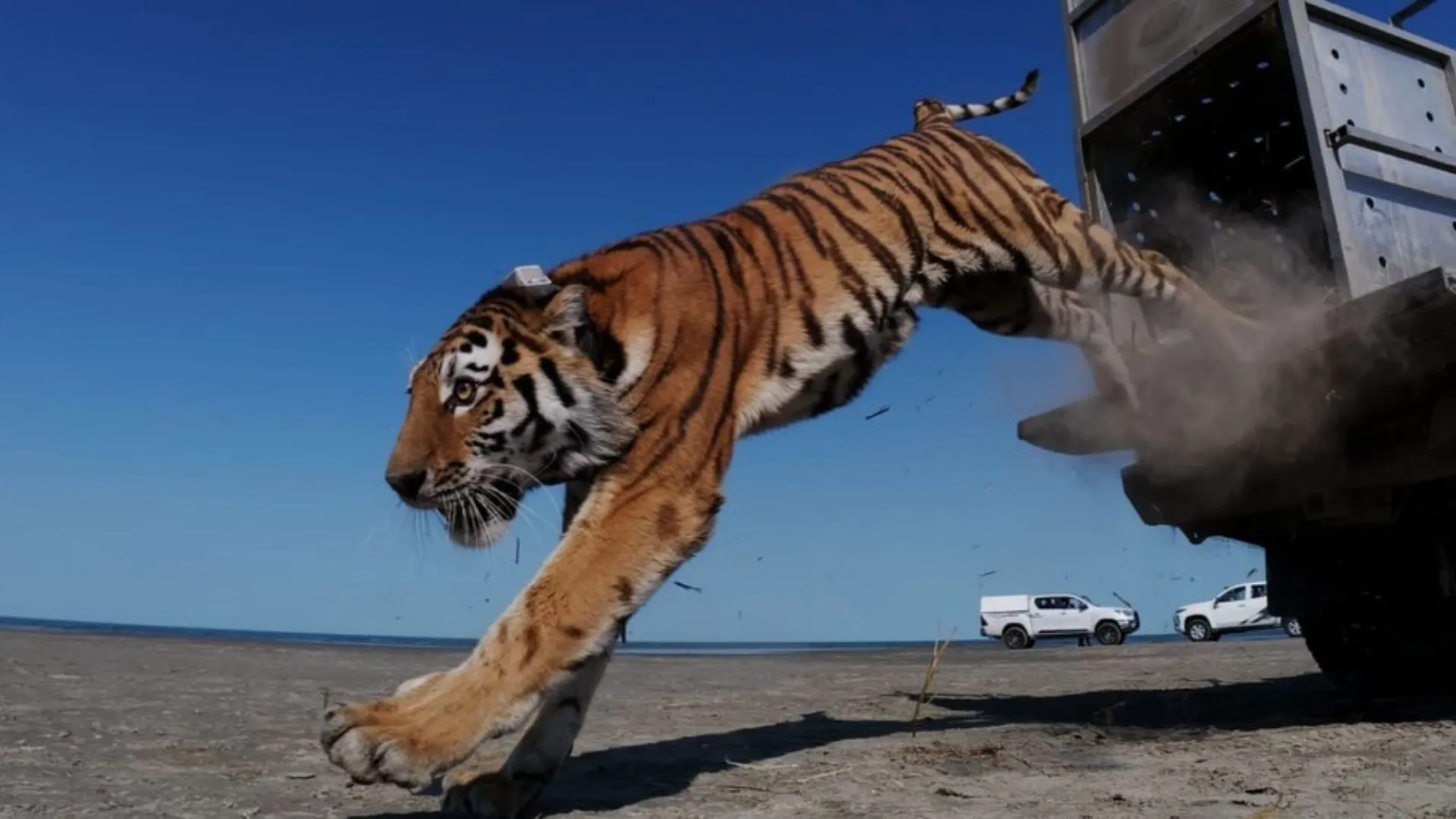 Umit, the tigress tasked with restoring an extinct feline population in Asia, has been released