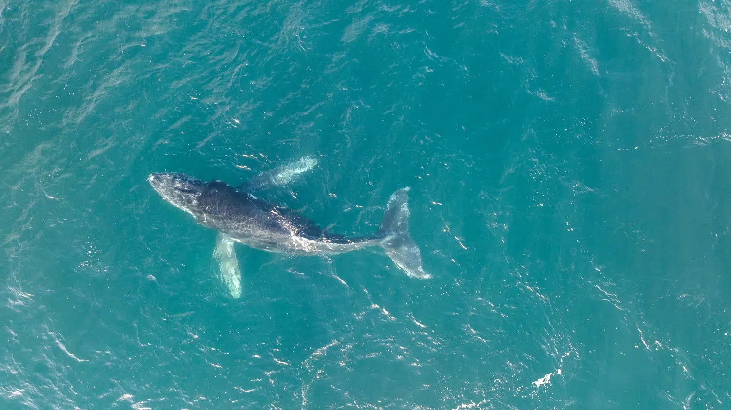 From Chubut to Brazil: the migratory route of humpback whales reveals a key biological corridor