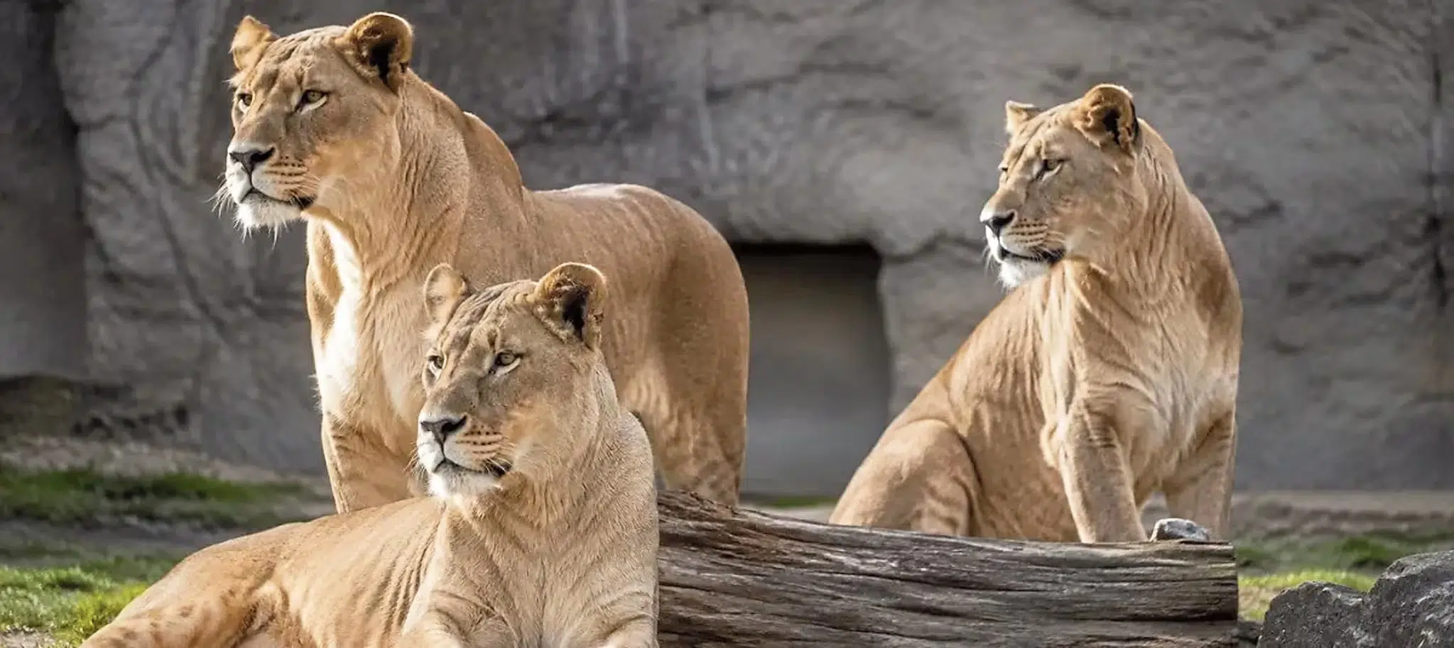 Heatwave in Japan: Three lionesses die at Tama Zoo and controversy over animal welfare grows