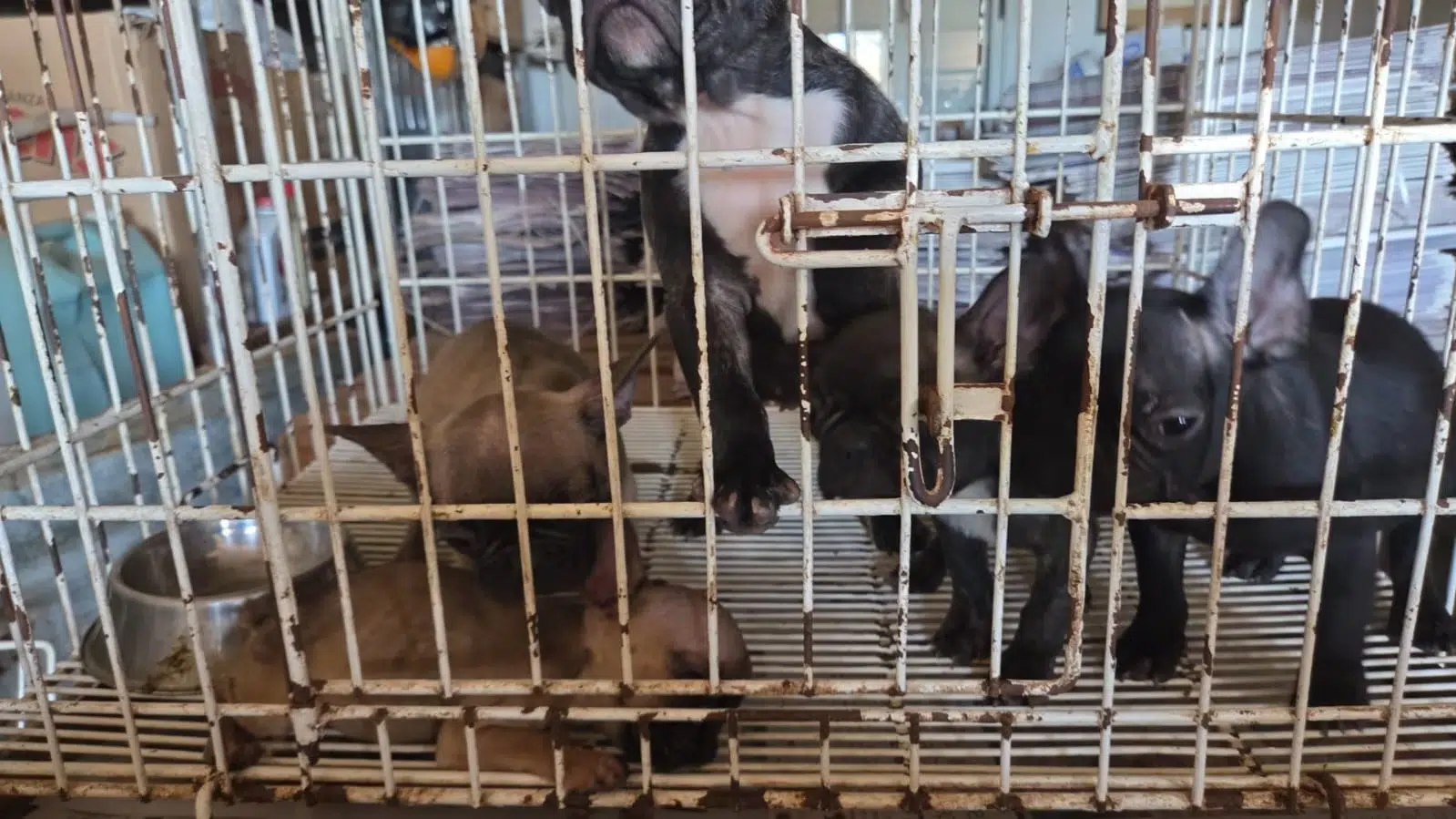 146 dogs rescued in two operations in Córdoba: two charged and breeders investigated for animal abuse
