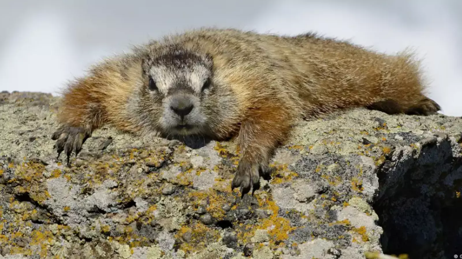 Scientists create OnlyFans account with marmots to fund research amid U.S. government science cuts.