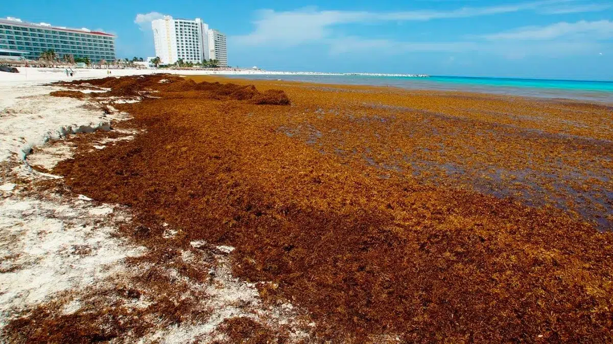Mexico invests 115 million dollars to combat sargassum on the beaches of Cancun and Isla Mujeres