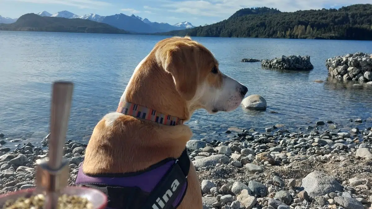 Traveling with pets: keys to a growing tourism trend in Argentina and worldwide