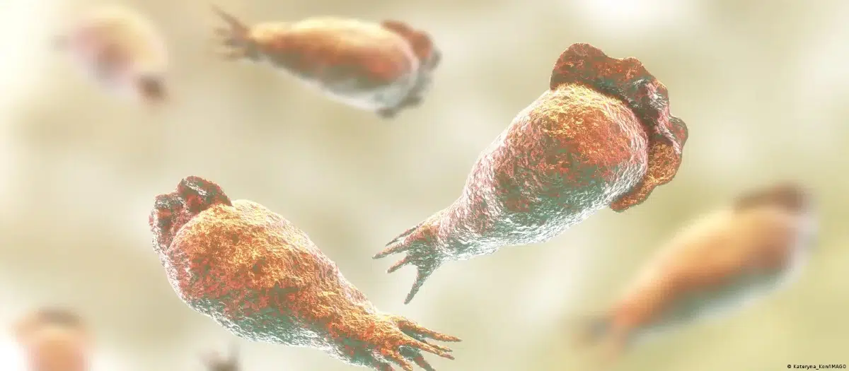 Mexico closes six artificial lakes after detecting brain-eating amoeba that can cause dangerous infections