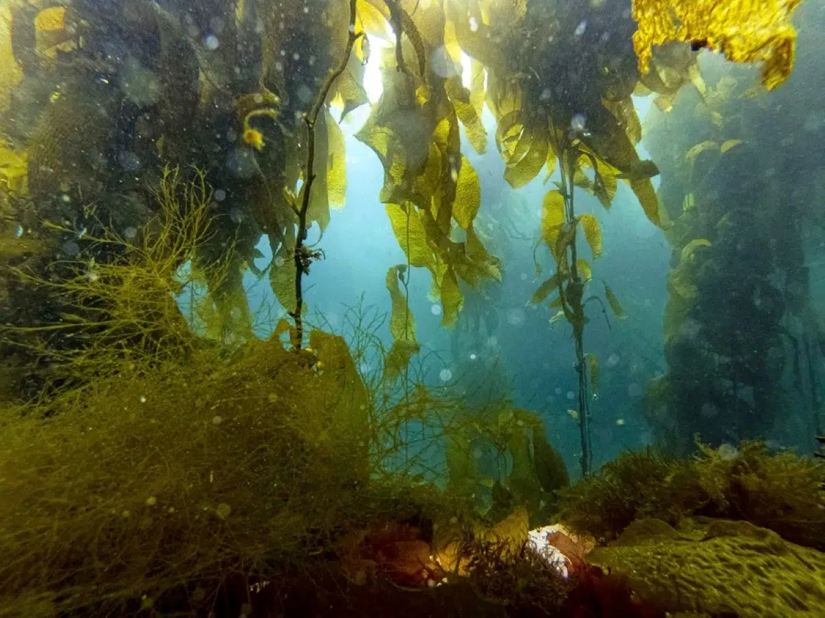 The underwater forests of Chilean Patagonia, a biodiversity refuge sought to be preserved for its ecological richness