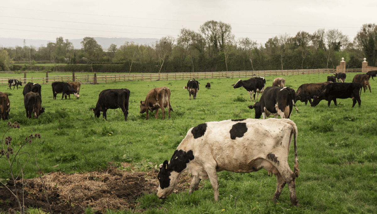 Livestock farming in the Salado Basin could reduce its carbon emissions by 15% thanks to new technologies