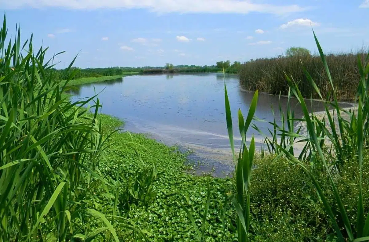 Environmental alert in Laguna de Rocha: residents warn that 30% of the protected area could be lost
