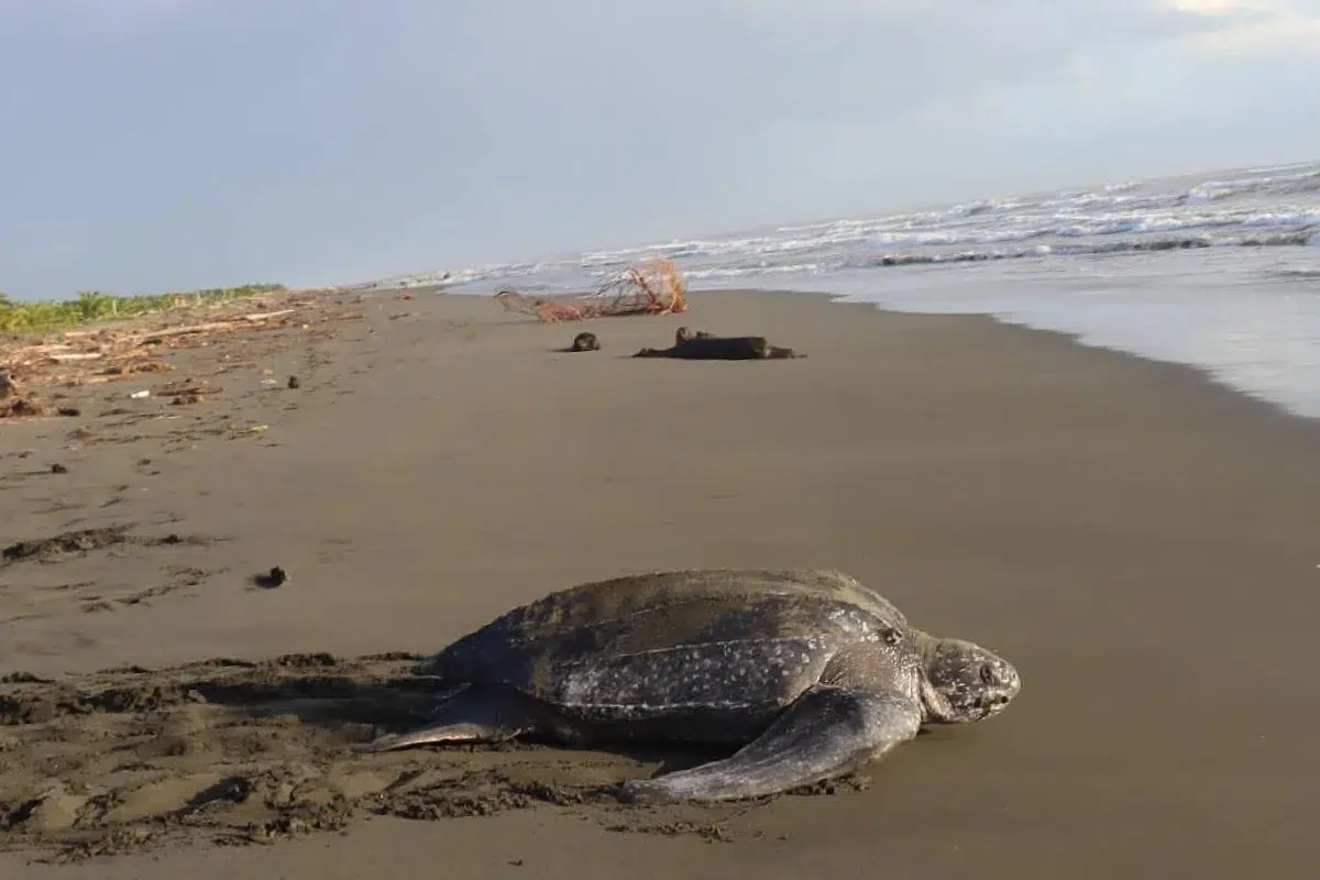 Panamá realiza una convocatoria de voluntarios para proteger tortugas marinas en el Caribe durante 2027. Foto: Sea Turtle Conservancy.