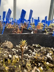 Proyecto Lahuan: una iniciativa científica que busca proteger los milenarios bosques de alerce en la Patagonia. Foto: Nacional Nahuel Huapi.