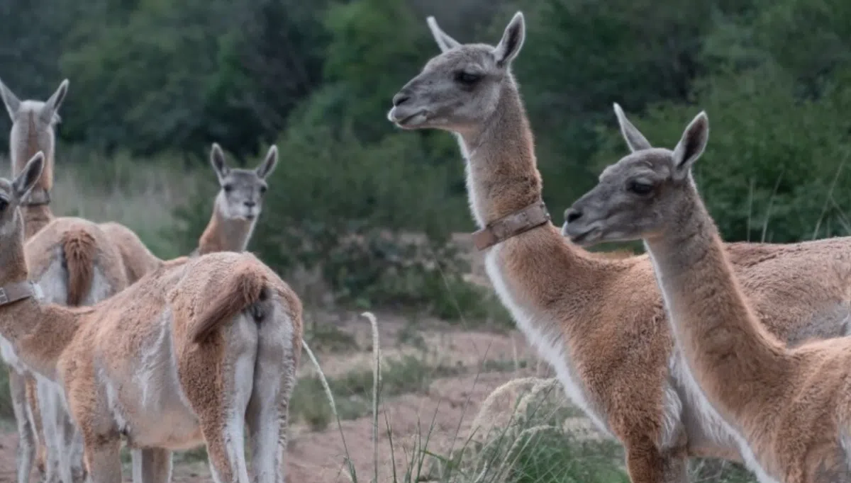 Guanacos: an ecological restoration project aims to relocate 30 specimens to recover the species in the Chaco