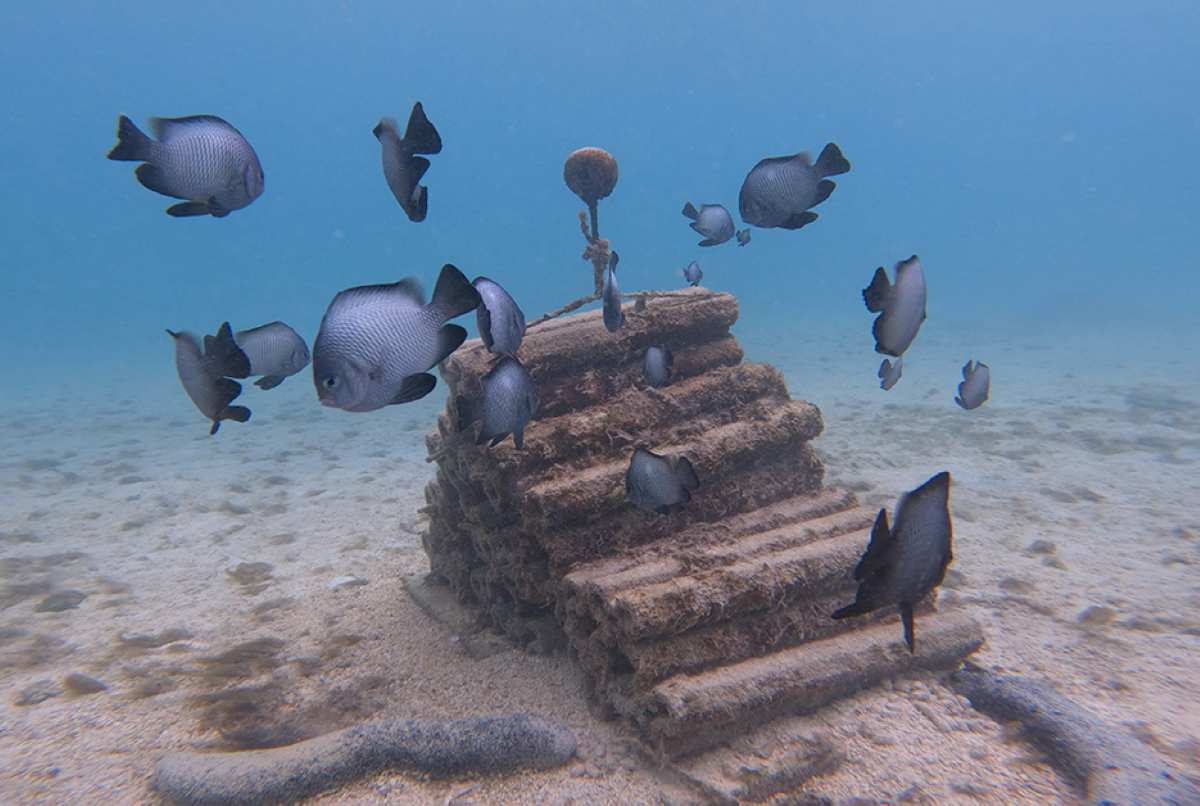 Los sonidos del mar impulsan una nueva estrategia para restaurar arrecifes de coral y recuperar la biodiversidad