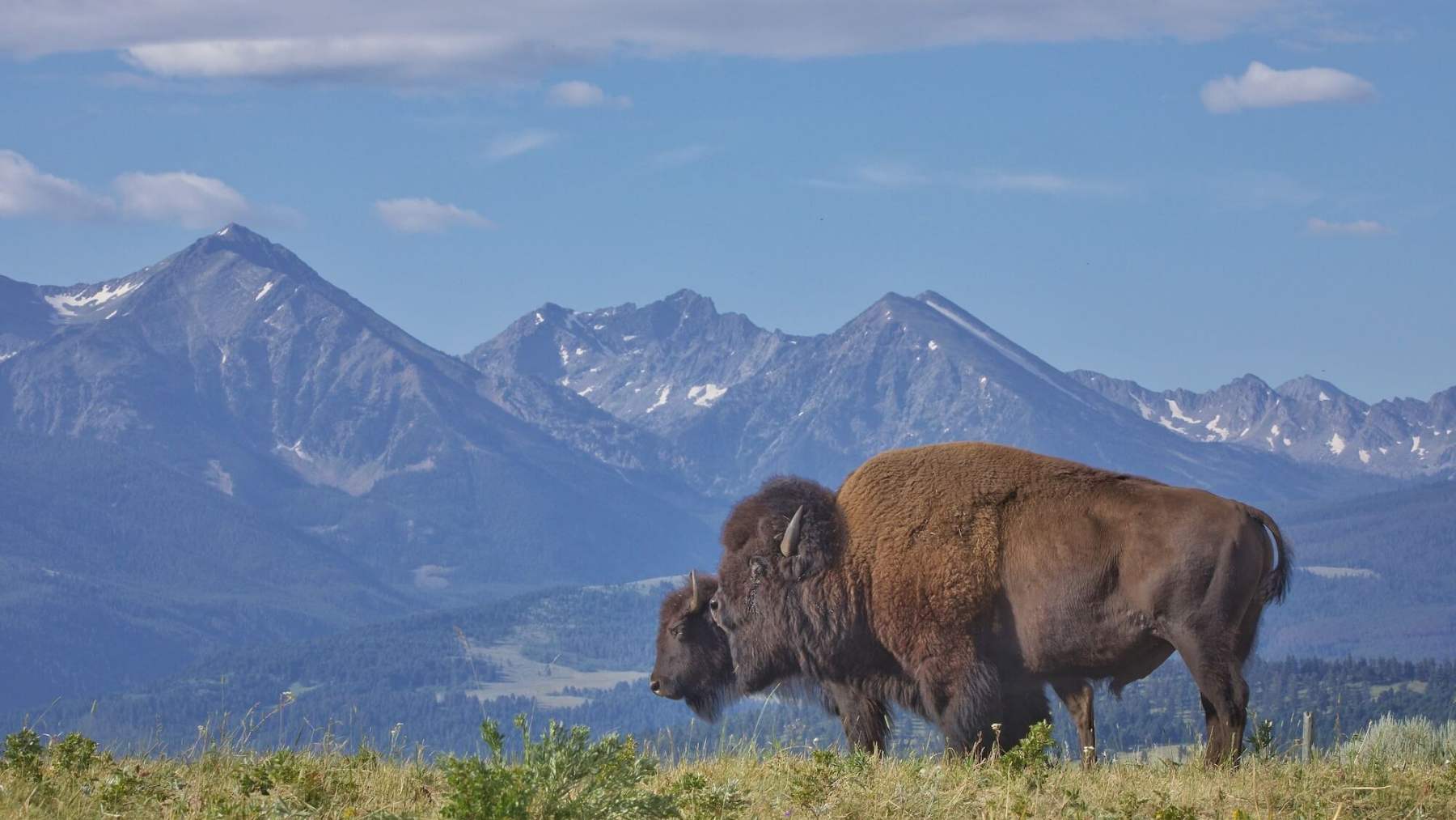 Ted Turner transformed his Montana ranch: from cattle to 4,500 bison and the restoration of 2,000 hectares of grasslands