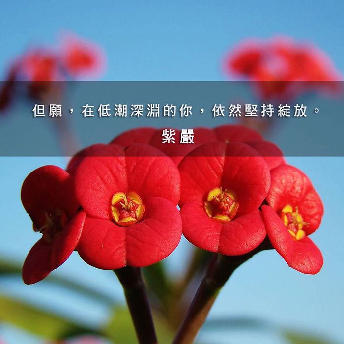 【堅持綻放】
