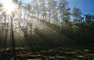 Pellets sind nachhaltig Bild: Wald
