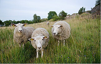 Tierisch ökologisch: Natürliche Dämmung aus Schafwolle