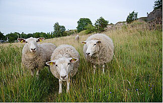 Flockenwolle aus aufbereiteter Schafwolle zur Dämmung