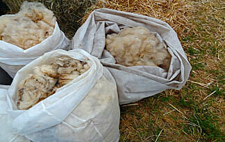 Schafwolle - natürlicher Dämmstoff mit Keratin