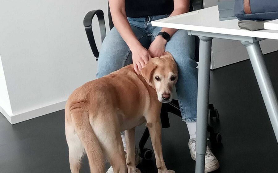 Bürohund Duke in seinem Element Bild: Büro Hund bei Frauchen