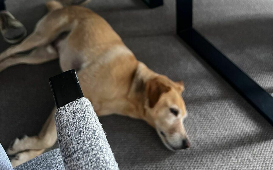 Bürohund Duke beim Meeting Bild: Bürohund Duke beim Meeting