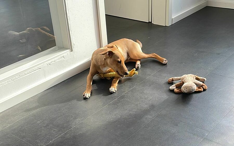 Grobi kann sich gut beschäftigen Bild: Grobi tobt sich beim Spielen aus
