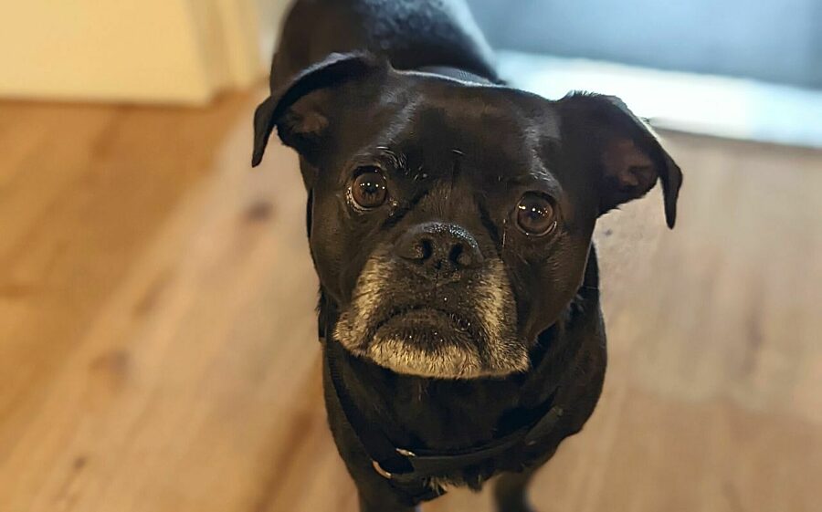 In der Küche hat Milo seinen festen Trink- und Futterplatz Bild: Hund Milo schaut in die Kamera