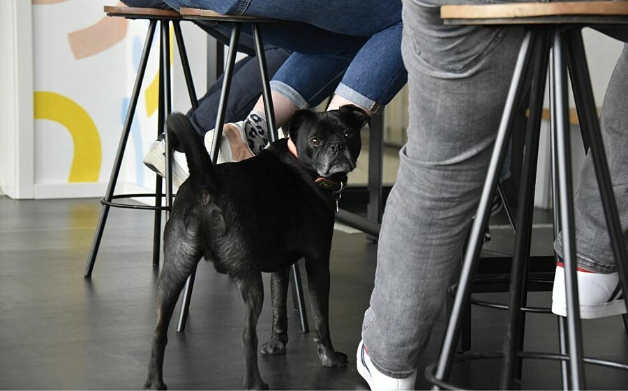 Mittendrin statt nur dabei: Milo mischt die Mittagspause auf Bild: Hund Milo mit dabei in der Mittagspause