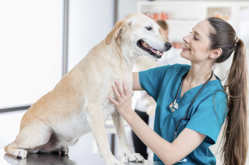 Tiermedizinischer Fachangestellter_gesundheitsberufe.de.png