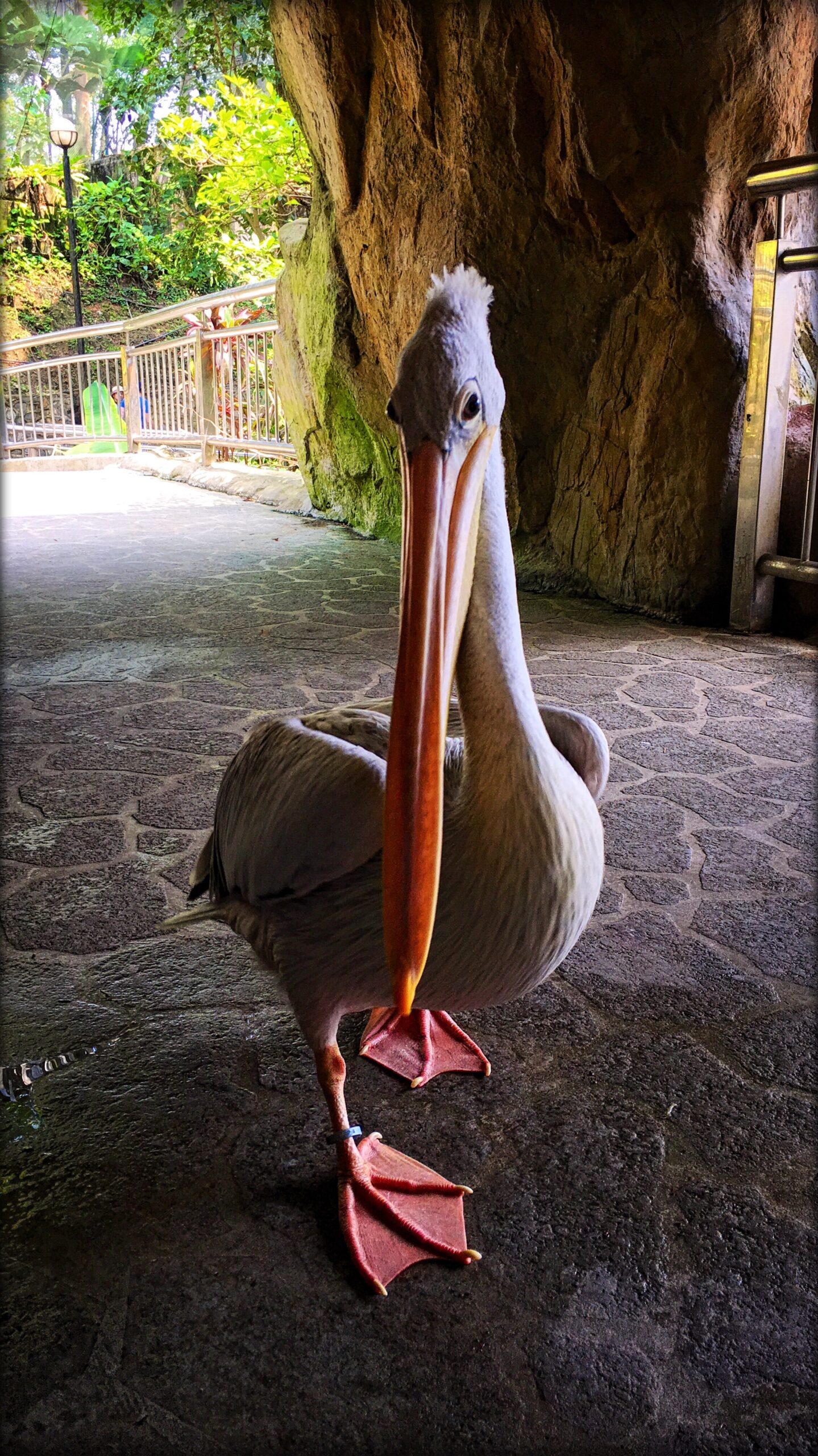 Kl bird park