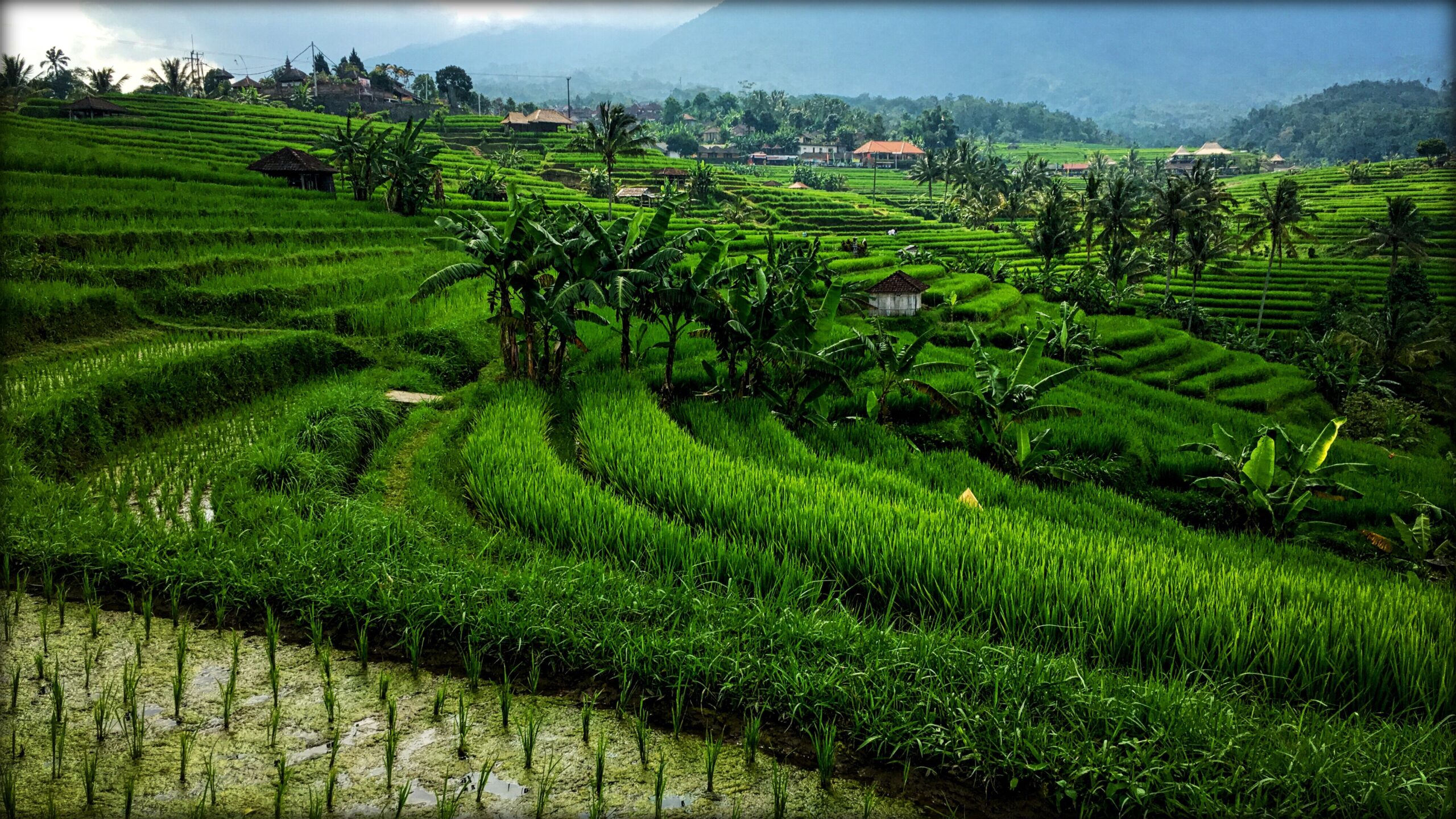 Fifty Shades Of Green - Jatiluwih Rice Terraces - Bali, Indonesia ...