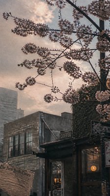 cherry blossom branches against a soft dawn sky, no people — Downtown Girl Aesthetic wallpaper