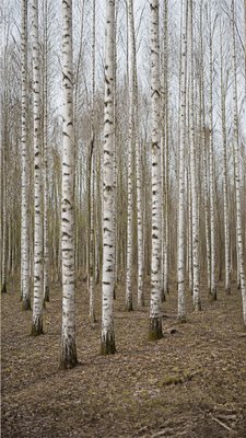Photo-Conceptual Art Style wall art print example