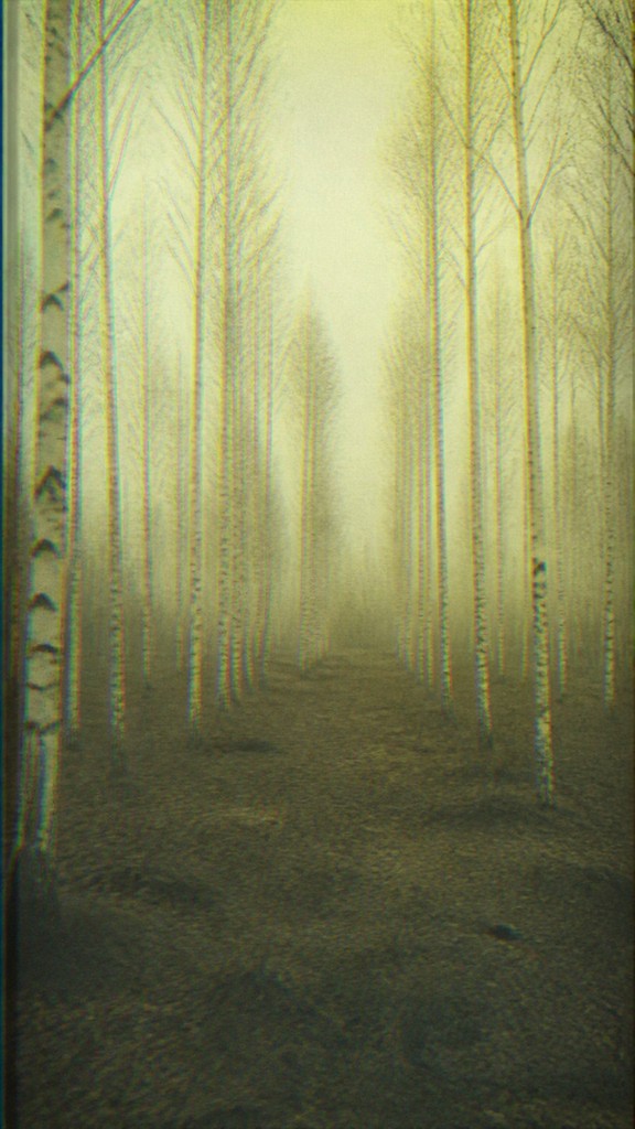 a serene birch forest in soft morning light, no people, no text — Creepy Liminal Art Style wall art print