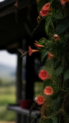 Documentary Photography Style phone case design example