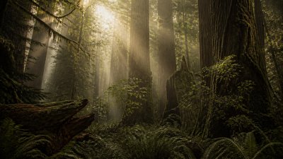 a panoramic redwood forest with light rays through mist, no people — Forestcore Aesthetic wallpaper