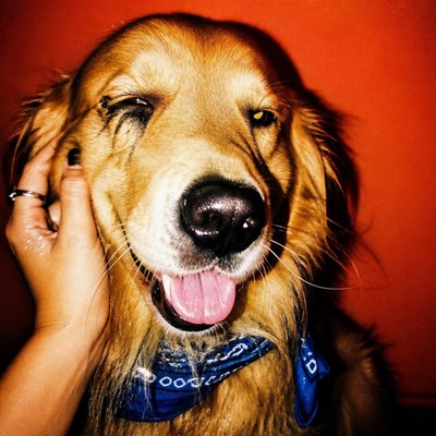 Indie Sleaze Aesthetic pet portrait example