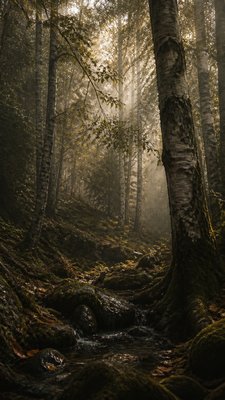 Forest Nature Art wall art print example