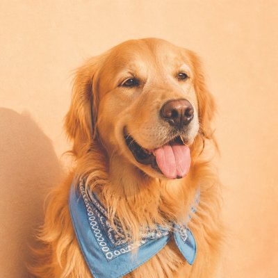 VSCO Aesthetic pet portrait example