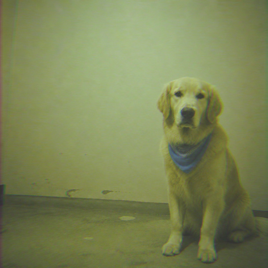 portrait of a golden retriever wearing a blue bandana, warm plain backdrop, no text — Creepy Liminal Art Style pet portrait
