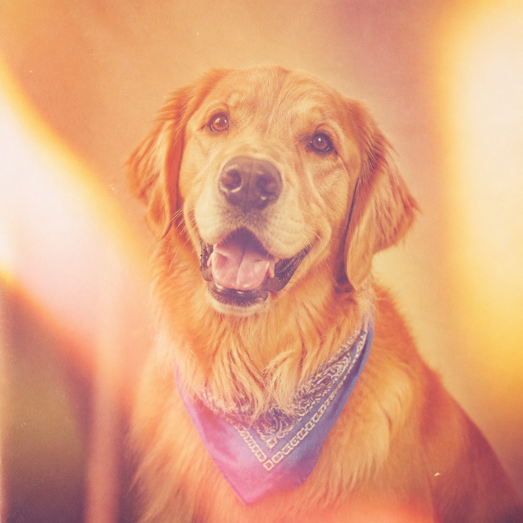 portrait of a golden retriever wearing a blue bandana, warm plain backdrop, no text — Vintage Film Burn pet portrait