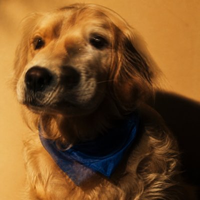 Performance Art Style pet portrait example