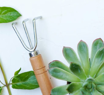 Cuidado y mantenimiento del jardín