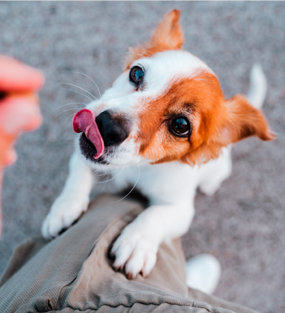 Perros - snacks