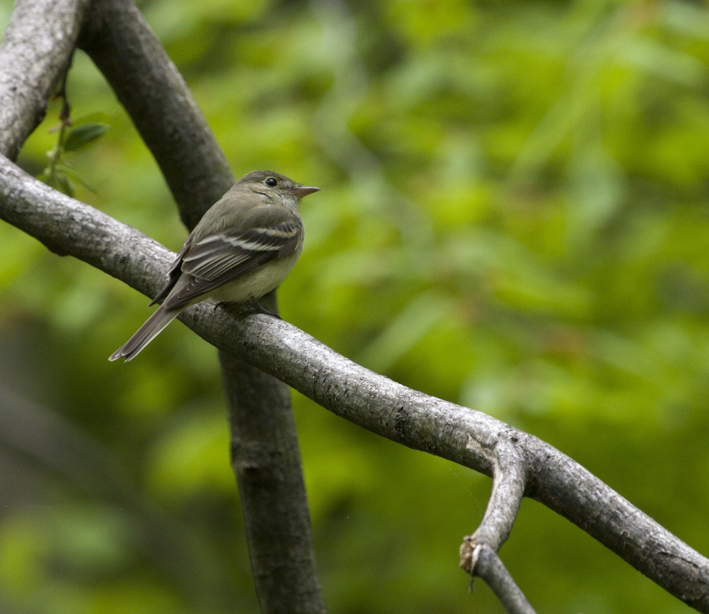 Acadian Flycatcher