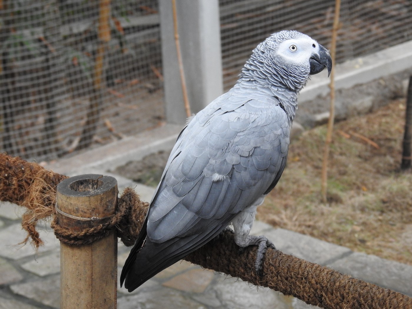 African Grey Parrot