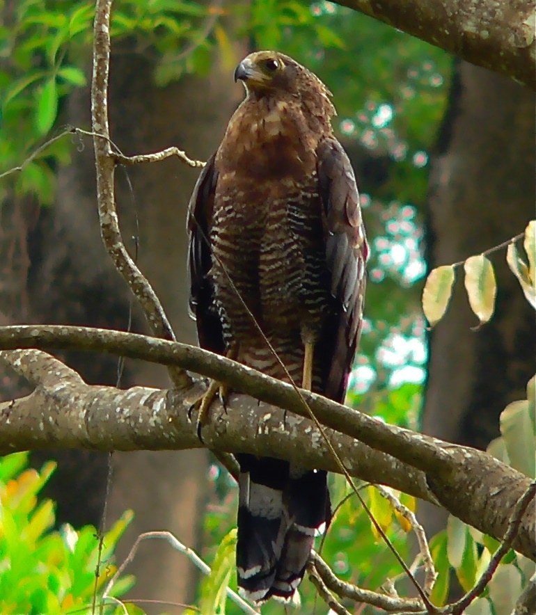 African Harrier-Hawk